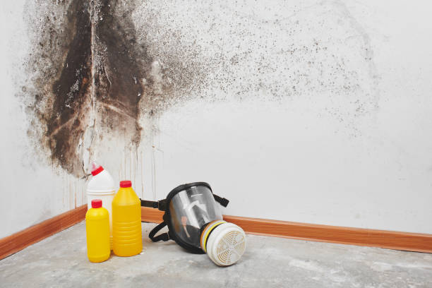 Best Toxic Mold Removal  in Mked Tree, AR