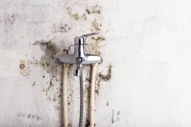 Best Professional Mold Removal  in Mked Tree, AR