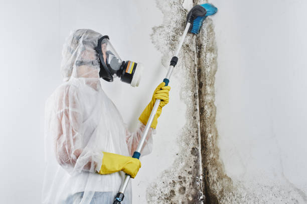 Best Same-Day Mold Removal  in Mked Tree, AR