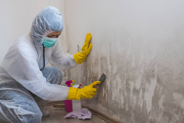 Best Office Mold Removal Services  in Mked Tree, AR