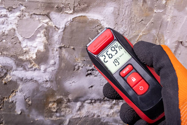 Best Office Mold Removal Services  in Mked Tree, AR