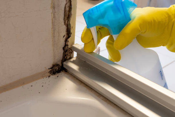 Best Water Damage Restoration  in Mked Tree, AR