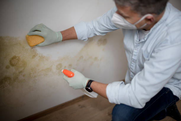 Mold Testing and Removal in Marked Tree, AR