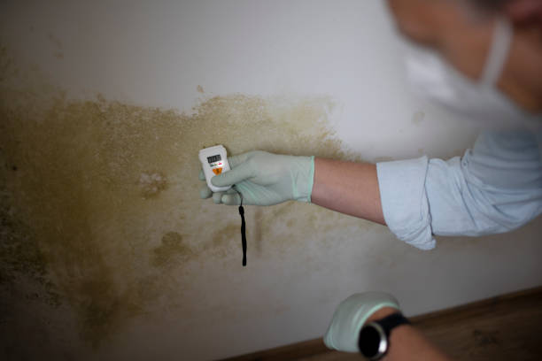 Best Commercial Mold Removal  in Mked Tree, AR