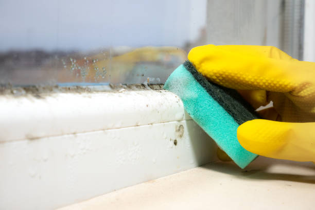Best Attic Mold Removal  in Mked Tree, AR