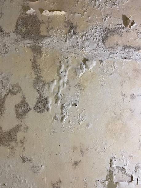 Best Mold Testing and Removal  in Mked Tree, AR