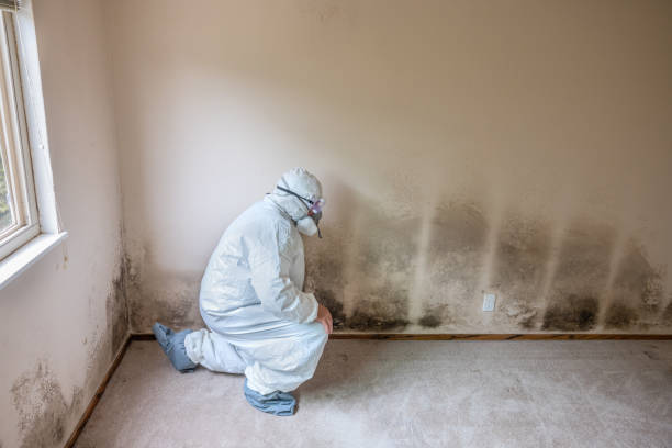Best Commercial Mold Removal  in Mked Tree, AR