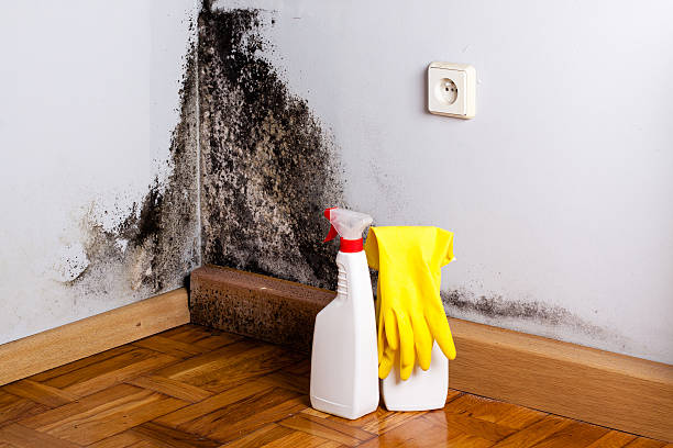 Best Local Mold Removal Service  in Mked Tree, AR