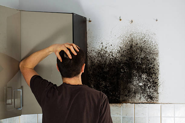 Best Mold Removal Near Me  in Mked Tree, AR