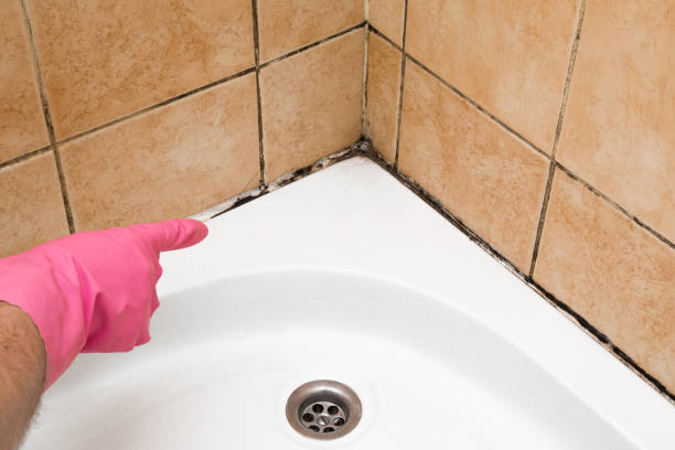 Best Mold Removal Specialists  in Mked Tree, AR