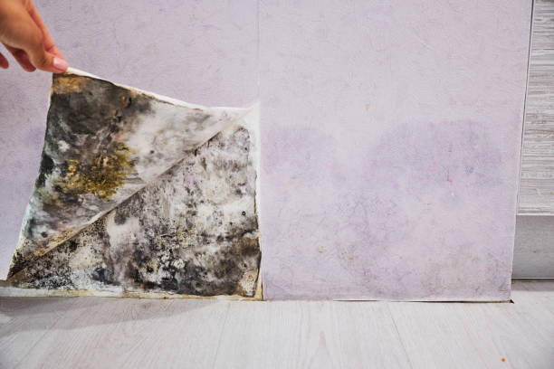 Best Mold Cleaning Services  in Mked Tree, AR